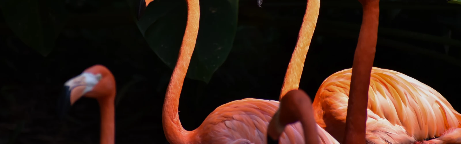 Sewri Flamingo Point: Best Birdwatching Spot in Mumbai