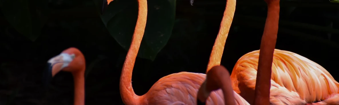 Sewri Flamingo Point: Best Birdwatching Spot in Mumbai