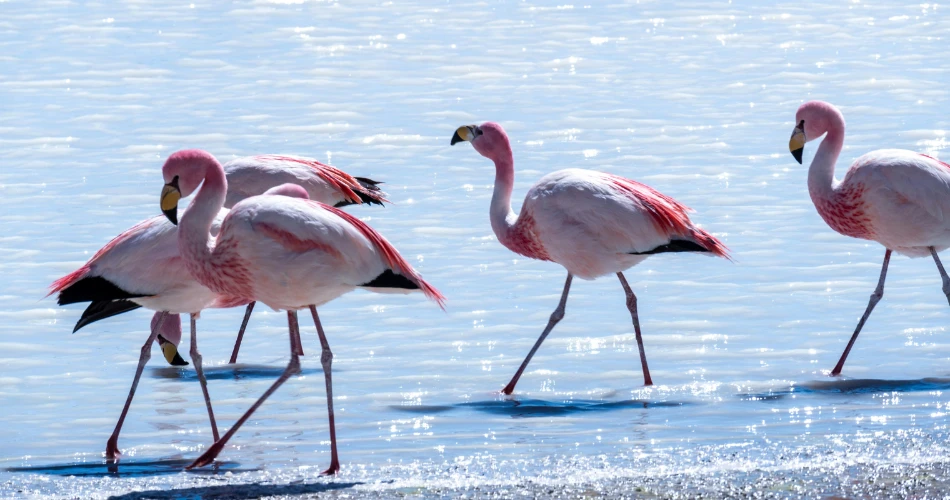 Sewri Flamingo Point: Best Birdwatching Spot in Mumbai