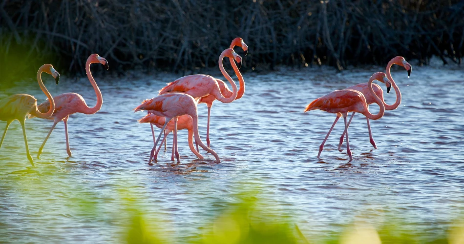 Sewri Flamingo Point: Best Birdwatching Spot in Mumbai