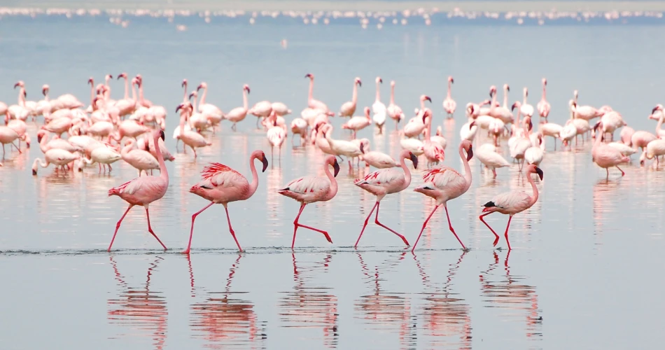 Sewri Flamingo Point: Best Birdwatching Spot in Mumbai