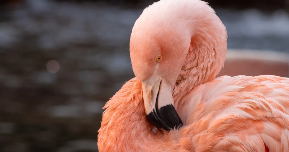 Sewri Flamingo Point: Best Birdwatching Spot in Mumbai