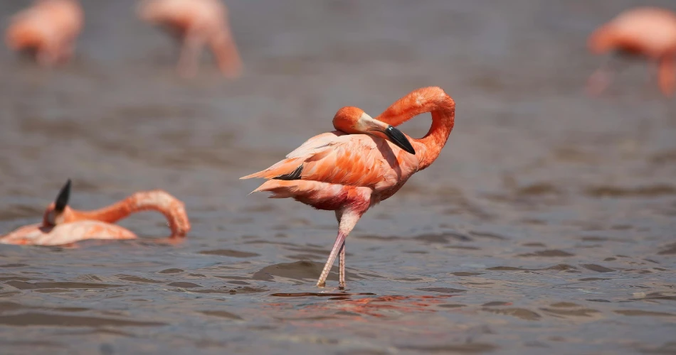 Sewri Flamingo Point: Best Birdwatching Spot in Mumbai