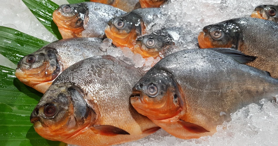 Thali Makanan Laut Terbaik di Mumbai Yang Anda Perlu Cuba