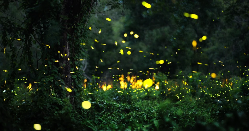 Tempat Trekking Malam Sekitar Mumbai untuk Pencinta Pengembaraan